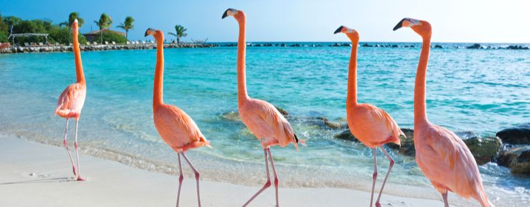 Der Flamingo Strand