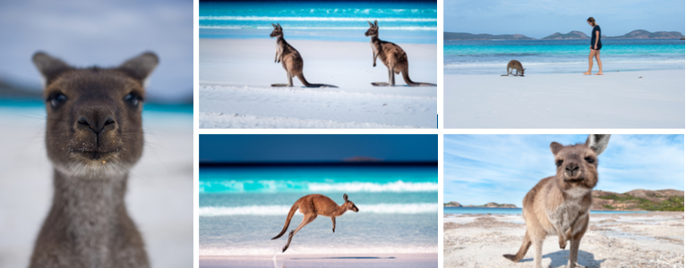 Mit Kängurus am Strand entspannen