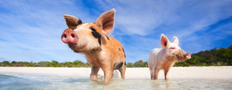 Big Major Cay: Wo Schweine baden gehen