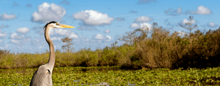 Mit Google Earth durch die Everglades