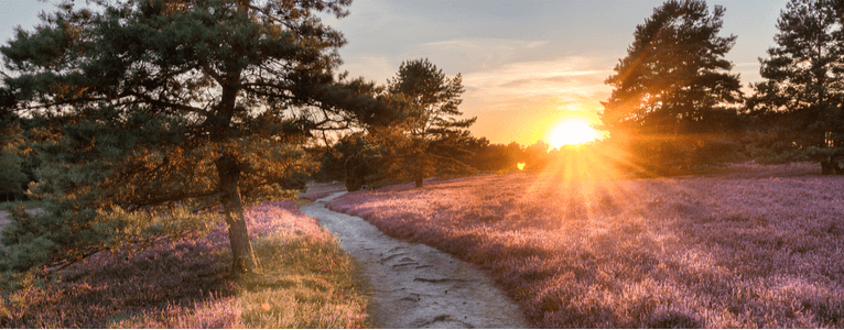 Die Lüneburger Heide